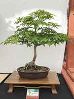 Aoyagi Japanese Maple